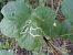 Stigmella aceris © Maria Rita Gelso
