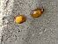 Harmonia axyridis © Maria Rita Gelso