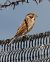 Migliarino di palude (Emberiza schoeniclus) © Horand Maier