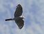 Sparviere (Accipiter nisus) © Horand Maier