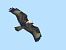 Poiana (Buteo buteo) © Horand Maier