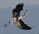 Airone cenerino (Ardea cinerea) © Horand Maier