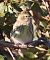 Verzellino (Serinus serinus) © Horand Maier