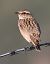 Stiaccino (Saxicola rubetra) © Horand Maier