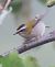 Fiorrancino (Regulus ignicapilla) © Horand Maier