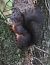 Scoiattolo comune europeo (Sciurus vulgaris) © Horand Maier