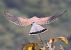 Gheppio (Falco tinnunculus) © Horand Maier