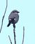 Averla maggiore (Lanius excubitor) © Horand Maier
