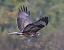Poiana (Buteo buteo) © Horand Maier