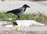 Ibrido Cornacchia nera x grigia (Corvus corone x cornix) © Horand Maier