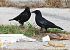 Cornacchia nera (Corvus corone) © Horand Maier