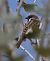 Passera mattugia (Passer montanus) © Horand Maier