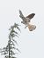Gheppio (Falco tinnunculus) © Horand Maier