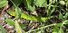 Ramarro orientale / occidentale (Lacerta viridis / bilineata) © Roland Wyssen