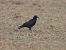Corvo comune (Corvus frugilegus) © Lorenzo Tosatti