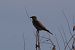 Ghiandaia marina (Coracias garrulus) Anonimo