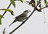 Eurasian Blackcap (Sylvia atricapilla) © Marco Esposito