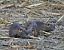 Coypu (Myocastor coypus) © Marco Esposito