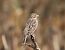 Bruant proyer (Emberiza calandra) © Enrico Viganò