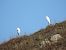 Airone bianco (Ardea alba) © Gianluca Congi