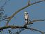Airone cenerino (Ardea cinerea) © Giuseppe Taverna