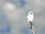 Averla maggiore (Lanius excubitor) © Aldo Callegarin