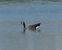 Ibrido di Oca indet . (Anser sp. o Branta sp.) (Anser / Branta hybrid) © Paolo Utmar (FVG)