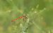 Sympetrum depressiusculum © Nadia Barp