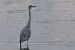 Airone cenerino (Ardea cinerea) © Filippo Ferraioli