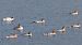 Smergo maggiore (Mergus merganser) © Filippo Ferraioli