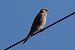 Gheppio (Falco tinnunculus) © Filippo Ferraioli