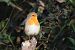 Pettirosso (Erithacus rubecula) © Filippo Ferraioli