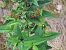 Popillia japonica © Radames Bionda