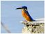 Martin pescatore (Alcedo atthis) © Vittorio Piola