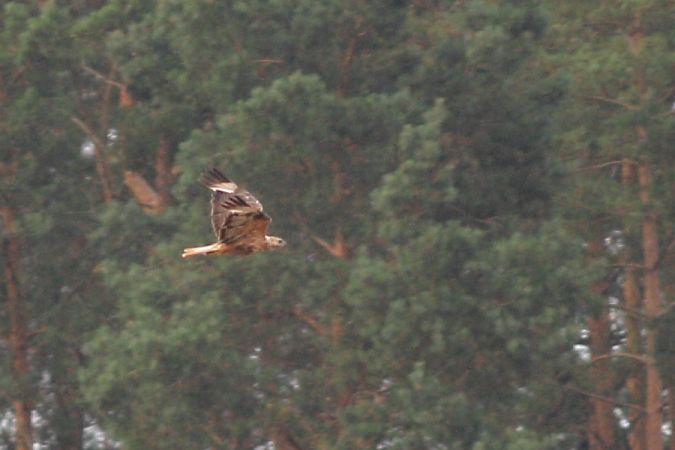 Long-legged Buzzard  - Robert Adamiak