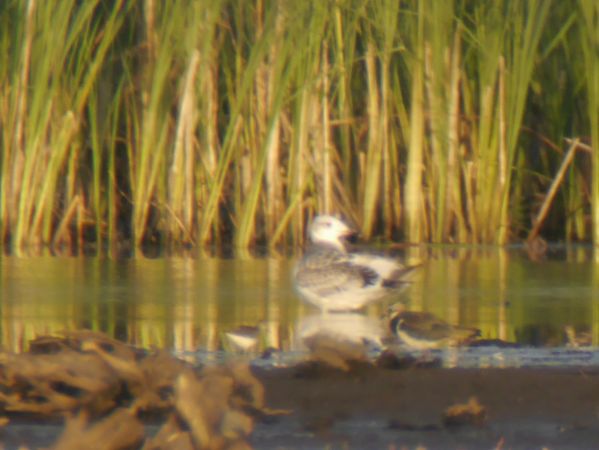 Great Black-headed Gull  - Łukasz Krajewski