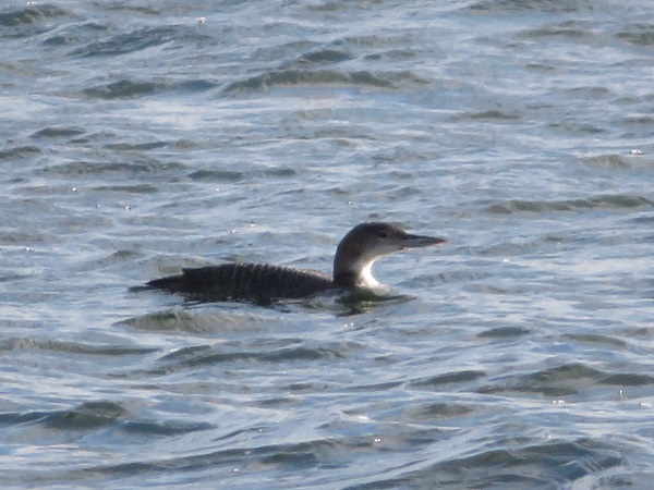 Eistaucher  - Dariusz Piechota