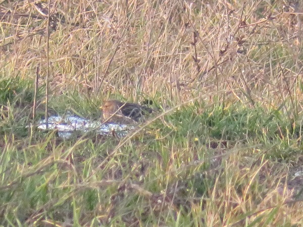 Berghänfling  - Dariusz Piechota