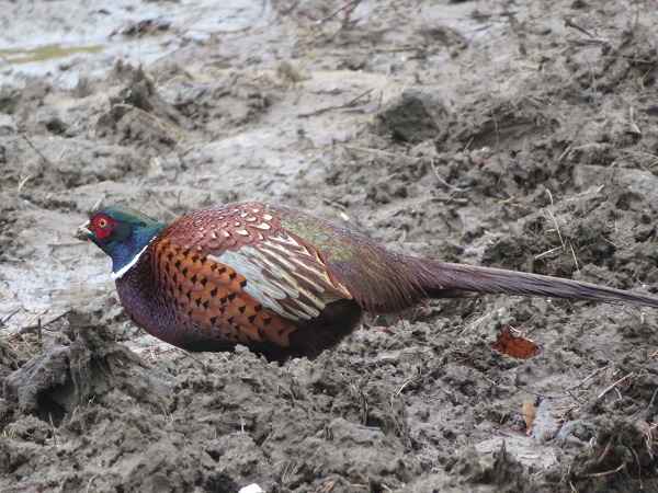 Fasan  - Dariusz Piechota