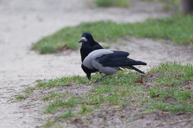 Nebelkrähe  - Marcin Charymski