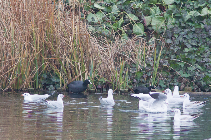 Blässhuhn  - Marcin Charymski