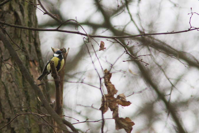 Great Tit  - Marcin Charymski