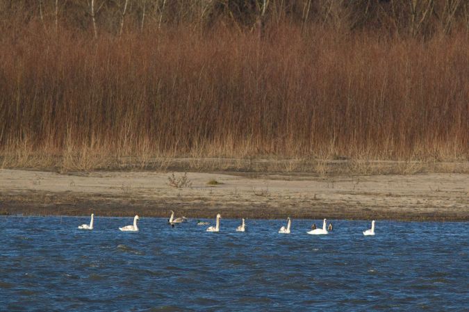 Höckerschwan  - Marcin Charymski
