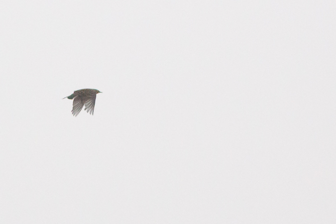 Bergpieper  - Marcin Charymski