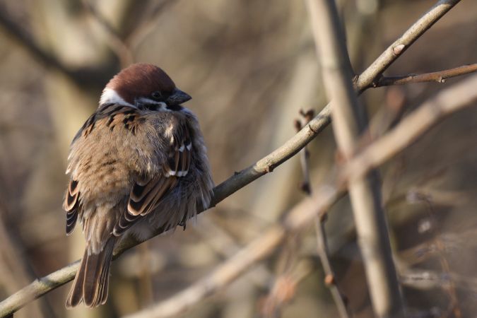 Feldsperling  - Robert Kraska