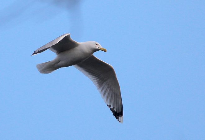 Steppenmöwe  - Ireneusz Oleksik