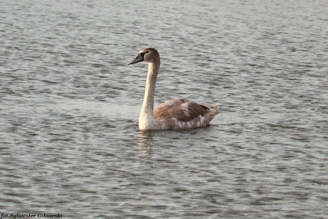 Höckerschwan  - Sylwester Gibowski