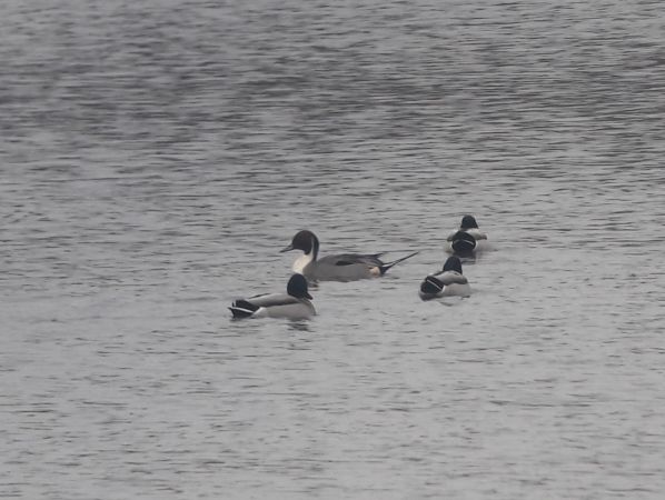 Northern Pintail  - Jakub Glapan