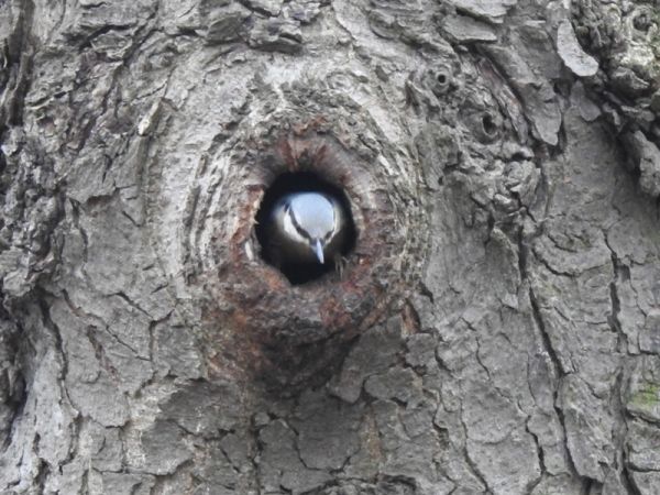 kowalik  - Magdalena Traciłowska