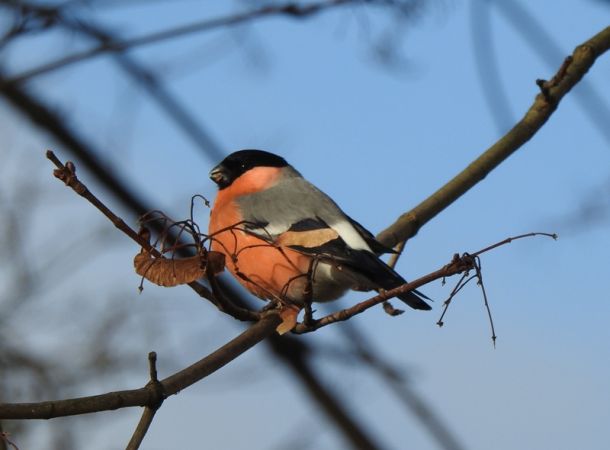 Gimpel  - Magdalena Traciłowska